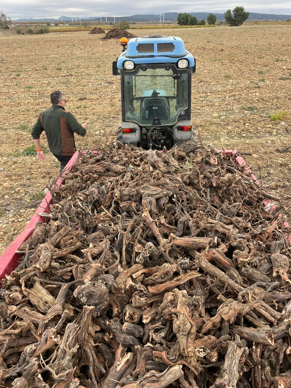 Ceps de vigne récoltés prêts pour la valorisation biomasse